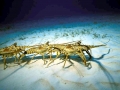 Spiny Lobster