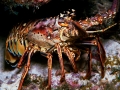 Spiny Lobster