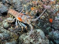 Spiny Lobster