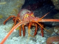 Spiny Lobster