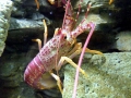 Spiny Lobster