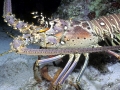 Spiny Lobster