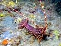 Spiny Lobster