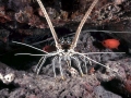 Spiny Lobster