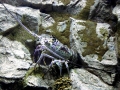 Spiny Lobster