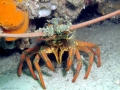 Spiny Lobster