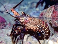 Spiny Lobster