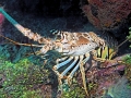 Spiny Lobster