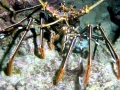 Spiny Lobster