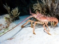 Spiny Lobster