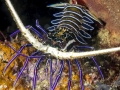 Spiny Lobster