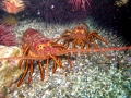 Spiny Lobster