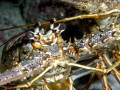 Spiny Lobster