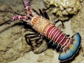 Spiny Lobster