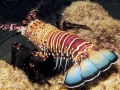 Spiny Lobster