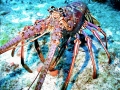 Spiny Lobster