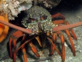 Spiny Lobster