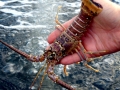 Spiny Lobster