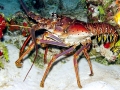 Spiny Lobster