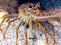 Spiny Lobster