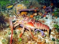 Spiny Lobster