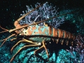 Spiny Lobster