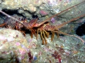 Spiny Lobster