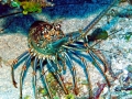 Spiny Lobster