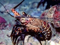 Spiny Lobster