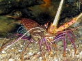 Spiny Lobster