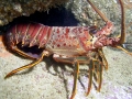 Spiny Lobster