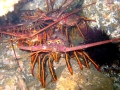 Spiny Lobster