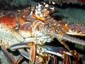 Spiny Lobster