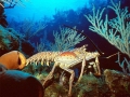 Spiny Lobster