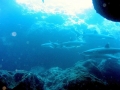 Whitetip Reef Shark