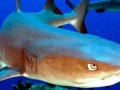 Whitetip Reef Shark