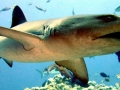 Whitetip Reef Shark