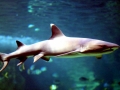 Whitetip Reef Shark