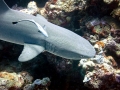 Whitetip Reef Shark