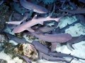 Whitetip Reef Shark