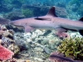 Whitetip Reef Shark