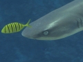 Whitetip Reef Shark