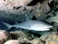 Whitetip Reef Shark