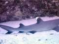 Whitetip Reef Shark