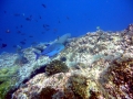 Whitetip Reef Shark