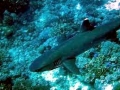 Whitetip Reef Shark