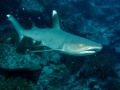 Whitetip Reef Shark