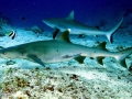 Whitetip Reef Shark