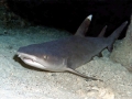 Whitetip Reef Shark