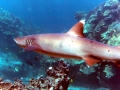 Whitetip Reef Shark